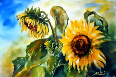 17-Sonnenblumen