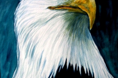 Bald-Eagle